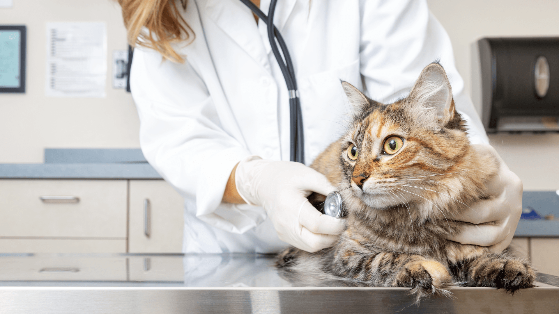 How to Approach any Veterinary Emergency