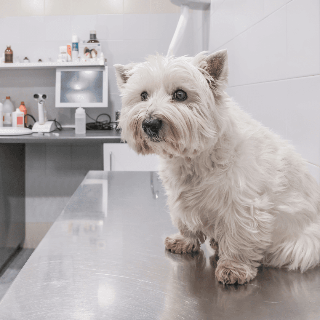 A Veterinary Guide to Managing Dogs and Cats Presenting with Collapse: From Diagnosis to Treatment