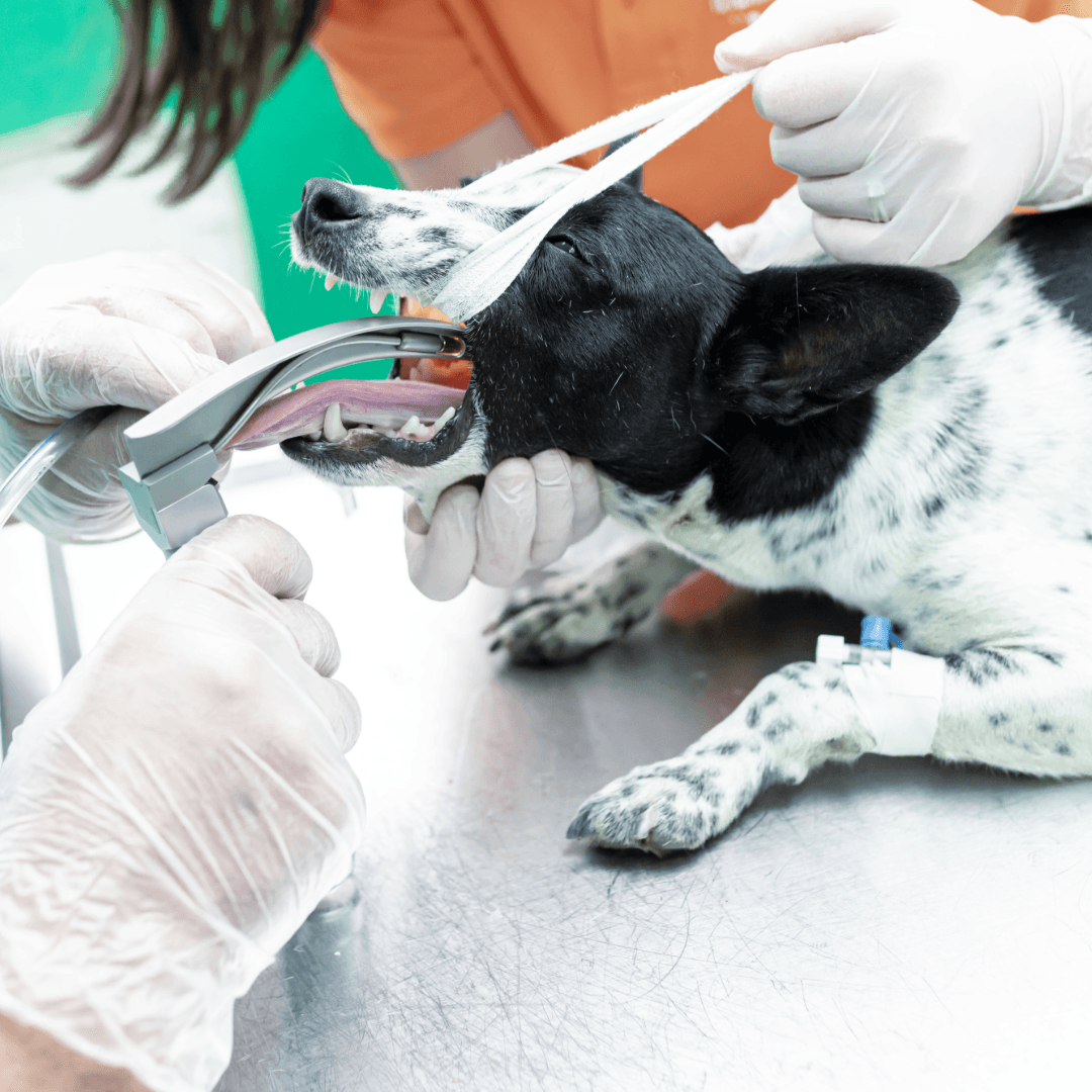How to Perform Endotracheal Intubation in Dogs and Cats