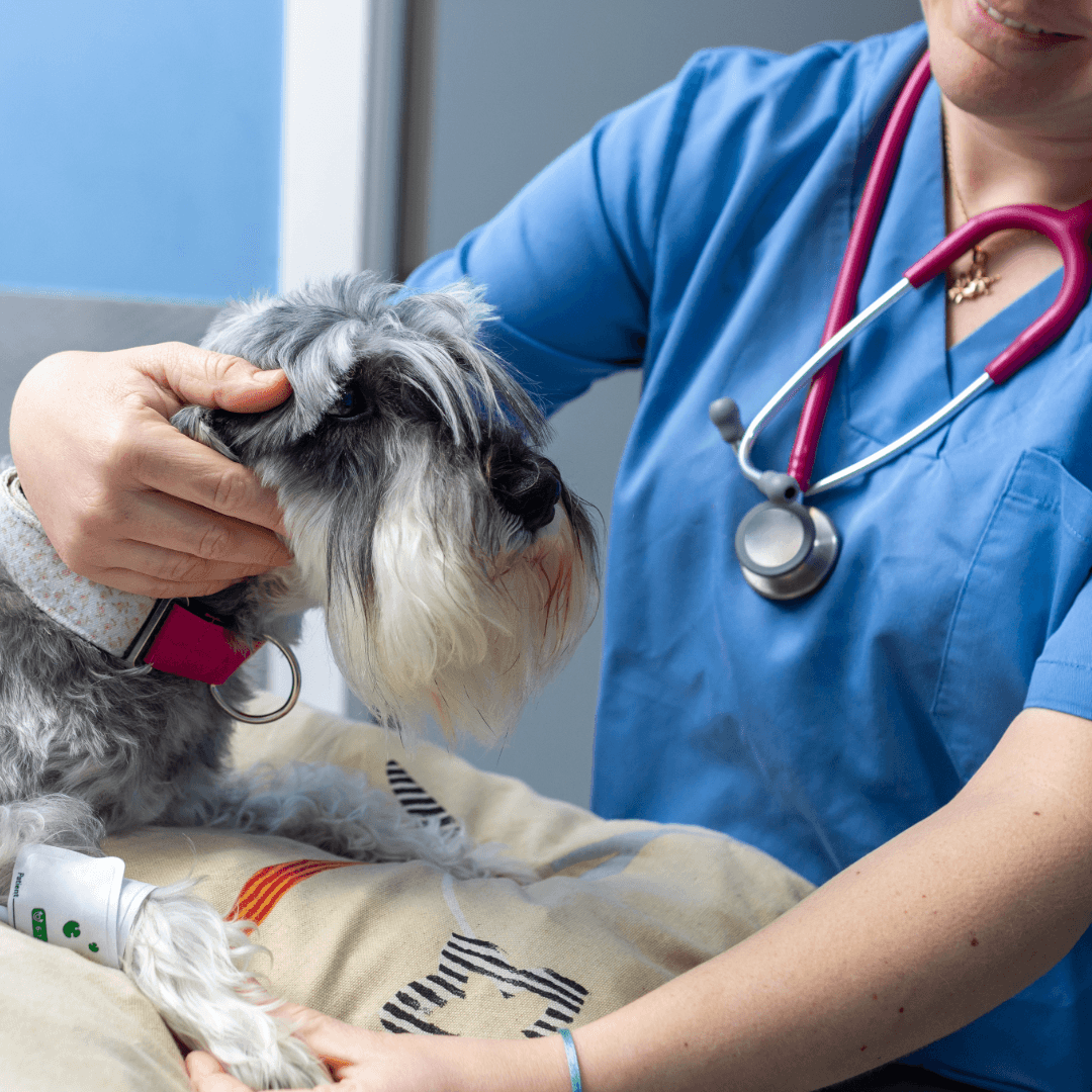 Canine Acute Hemorrhagic Diarrhea Syndrome (AHDS)