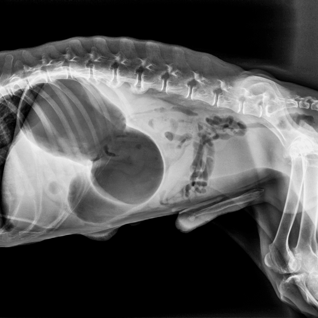 Acute Abdominal Pain in Dogs & Cats - 7 Steps from Diagnosis to Treatment