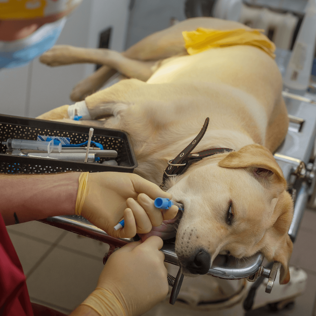 Veterinary CPR Essentials - A fast track guide