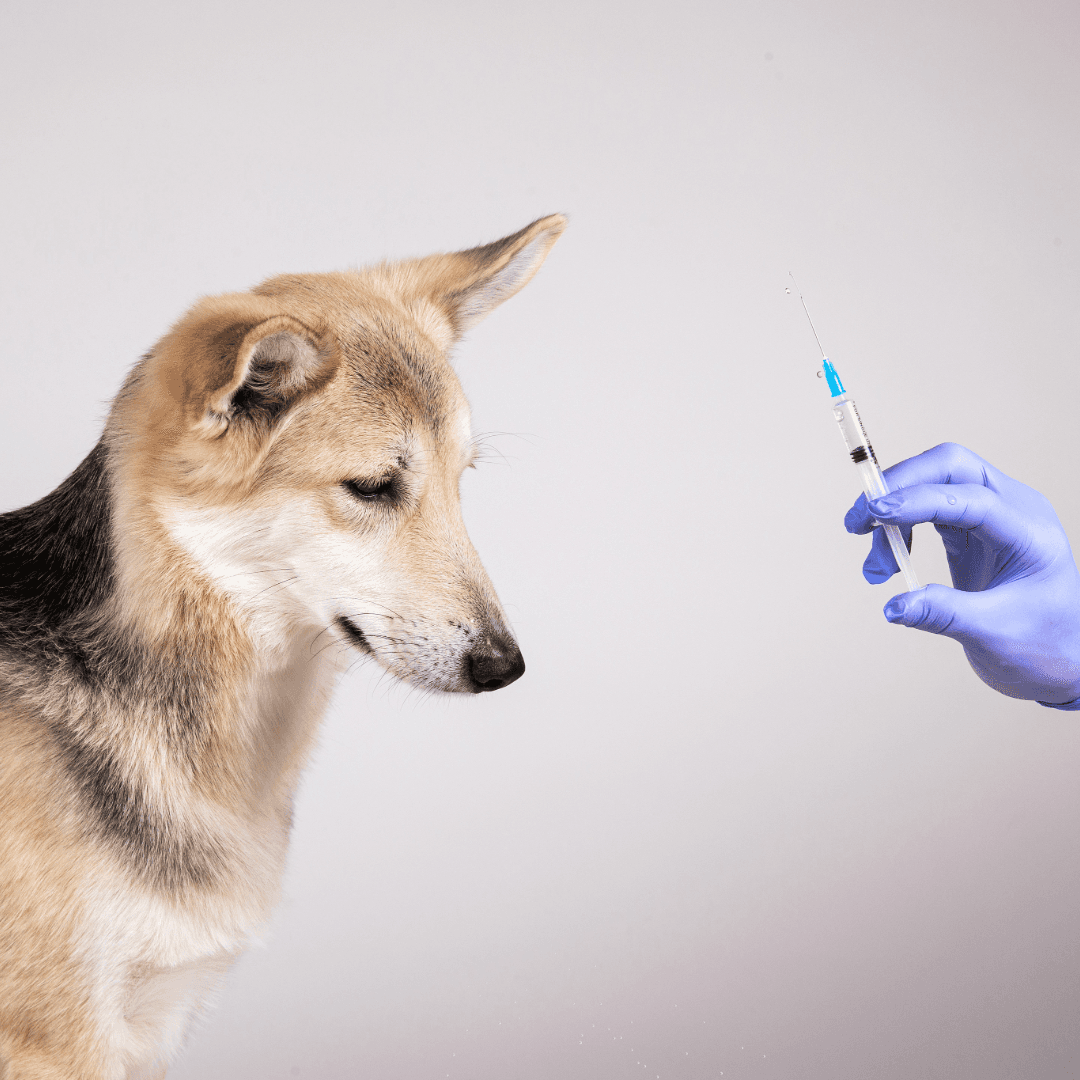 Pain Management in Veterinary Emergency & Critical Care - Analgesia for Dogs and Cats