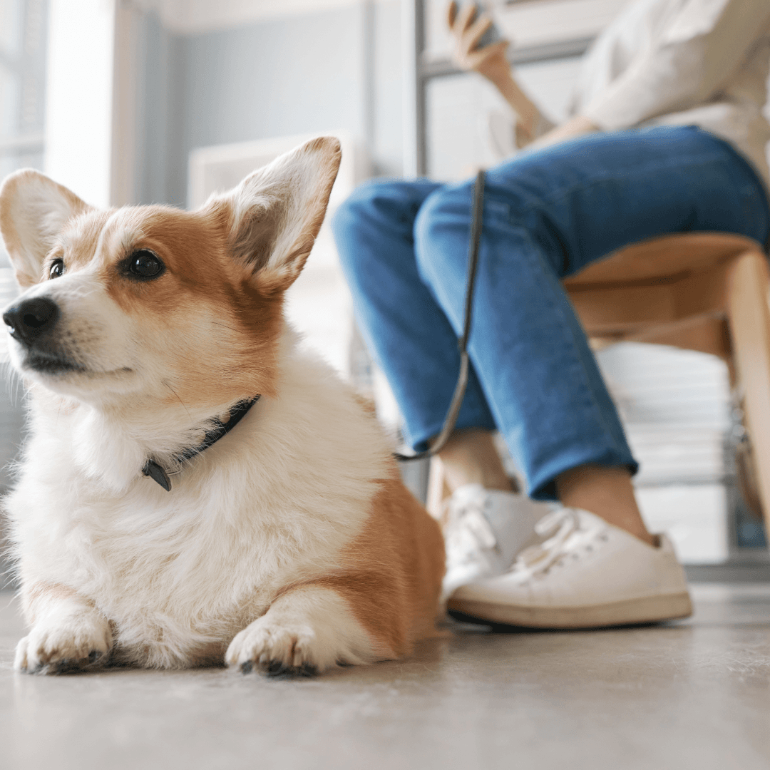 How to perform a waiting room triage in a veterinary patient